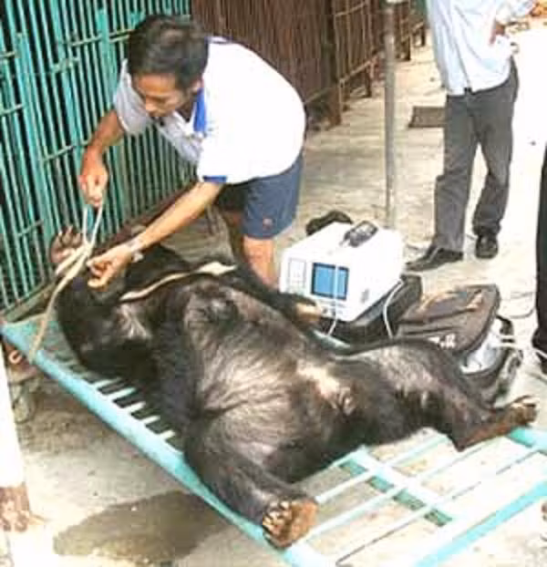 ... mà người ta không ngần ngại khai thác triệt để mật gấu sống thế này. Trong ảnh là một con gấu bị vật ngửa ra chuẩn bị cho công đoạn lấy mật.