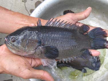 Những chiêu tung tin đồn này các chuyên gia đều cho rằng lo do thương lái muốn ép giá người dân