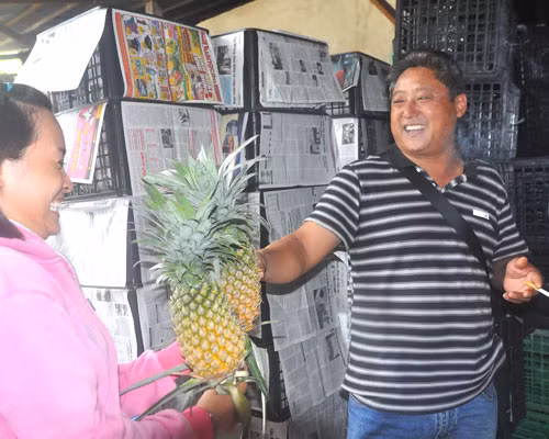 Sau dừa, cua, khoai lang, đỉa...thương lái TQ đang tranh nhau mua khóm(dứa)