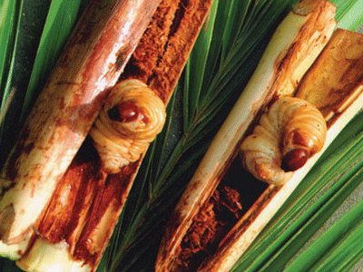 Một số phú hộ lại "nghiện" món đuông nuôi từ mía Một số phú hộ lại "nghiện" món đuông nuôi từ mía