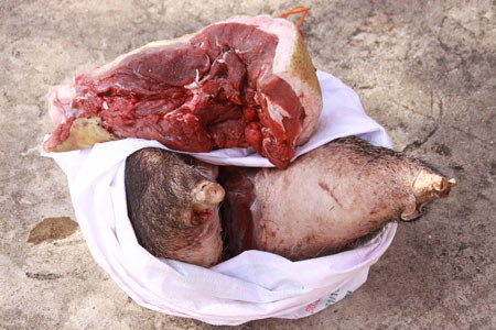 Heo rừng gác treo được giới nhà giàu ưa thích Heo rừng gác treo được giới nhà giàu ưa thích