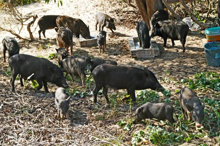 Thịt heo rừng cũng là món khoái khẩu của họ Thịt heo rừng cũng là món khoái khẩu của họ