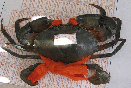 Cua biển đặc biệt là cua lộttừ ngày xưa đã là món ăn hiếm và đắt đỏ. Cua biển đặc biệt là cua lộttừ ngày xưa đã là món ăn hiếm và đắt đỏ.