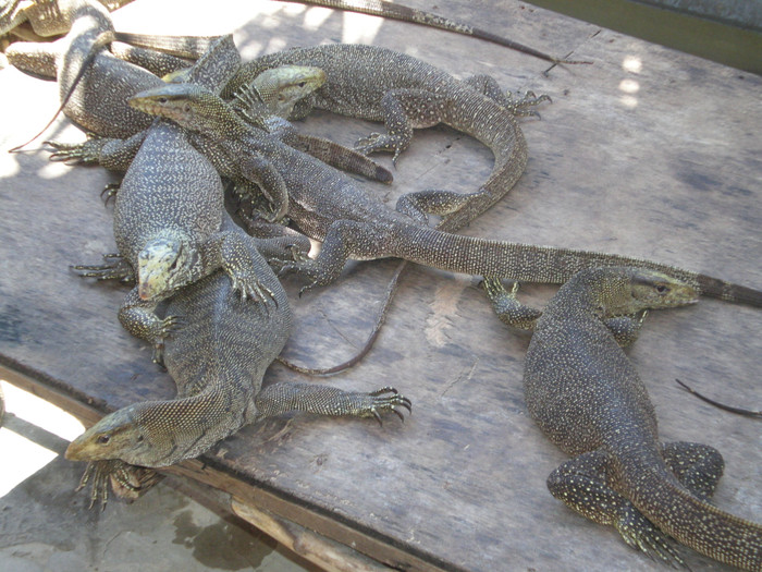 Những loài động vật bò sát như kỳ đà cũng không nằm ngoài danh sách thực đơn của họ Những loài động vật bò sát như kỳ đà cũng không nằm ngoài danh sách thực đơn của họ