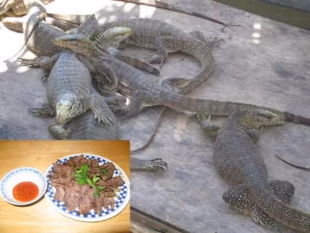 Từ những con kỳ đà hoang dã, các đầu bếp tha hồ chế thành các món nhậu khác nhau (Ảnh: Internet) Từ những con kỳ đà hoang dã, các đầu bếp tha hồ chế thành các món nhậu khác nhau (Ảnh: Internet)