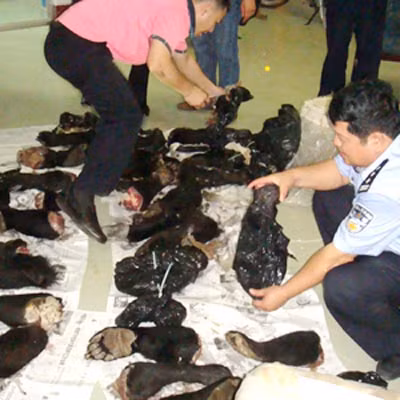 Cơ quan chức năng ở Trung Quốc liên tục thu giữ số lượng lớn tay gấu được mang đi chế món ăn