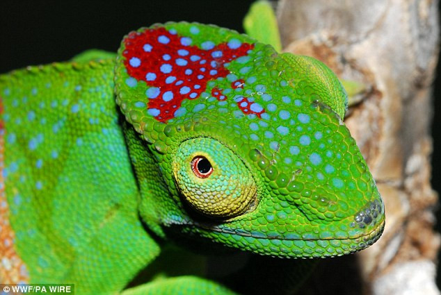 Năm 2009, một con tắc kè có màu giống vỏ cây được phát hiện, có thể thay đổi màu từ nâu sang xanh sáng.