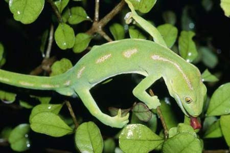 Công viên quốc gia Ankarafantsika nổi tiếng bởi sự giàu có và phong phú của các động vật quý hiếm và rừng nguyên sinh.