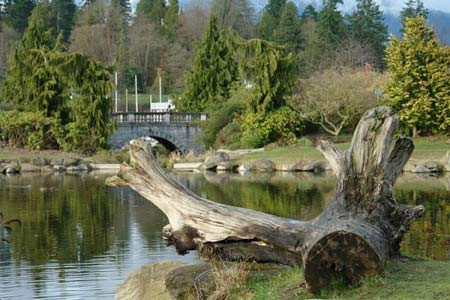 Trong 20 năm qua, Madagascar có diện tích rừng hơn 1 triệu hecta. Sau nhiều bất ổn chính trị, hàng chục ngàn hecta rừng bị tàn phá để lấy gỗ cứng.