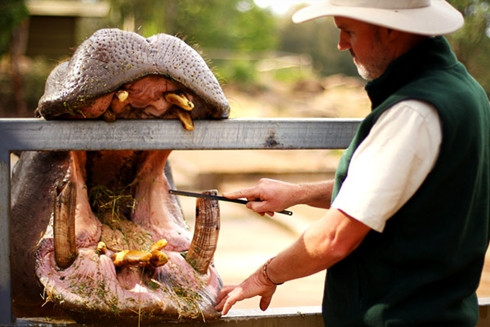 Chuyên gia nghiên cứu động vật – 61.880 USD