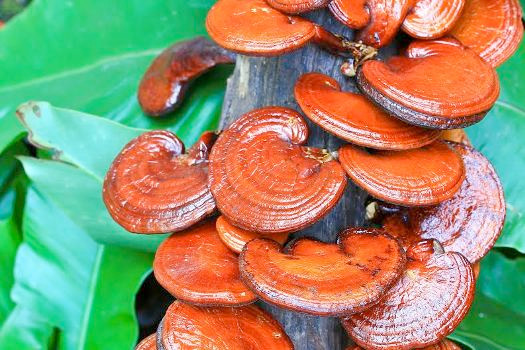 Nấm linh chi được dân gian xem là “thần dược” cho sức khoẻ con người bởi rất nhiều công dụng kỳ diệu.