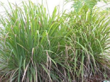 Sả là loại cây thảo sống dai, cao khoảng 1m, mọc thành bụi (tên khoa học là Cymbopogon Citratus (L.) Pers), thuộc họ lúa (Poaceae). Sả là loại cây thảo sống dai, cao khoảng 1m, mọc thành bụi (tên khoa học là Cymbopogon Citratus (L.) Pers), thuộc họ lúa (Poaceae).