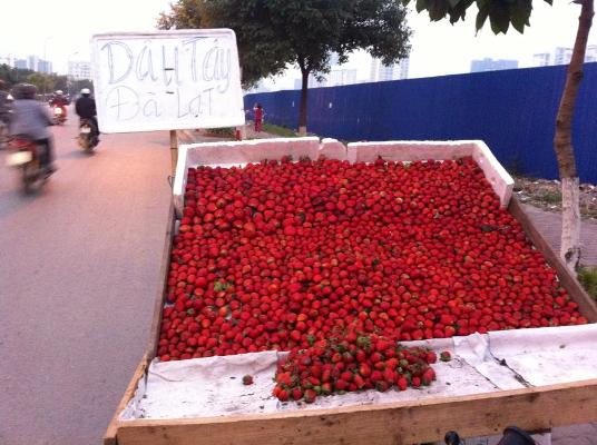 Rất nhiều xe bán dâu tây được giới thiệu là dâu tây Đà Lạt trên đương phố Hà Nội. Rất nhiều xe bán dâu tây được giới thiệu là dâu tây Đà Lạt trên đương phố Hà Nội.