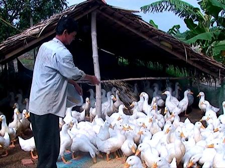 Thương lái Trung Quốc thu mua hàng loạt vịt đẻ tại Cần Thơ. (Ảnh minh họa) Thương lái Trung Quốc thu mua hàng loạt vịt đẻ tại Cần Thơ. (Ảnh minh họa)