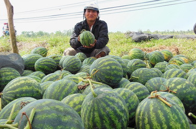 Người nông dân đồng bằng sông Cửu Long cũng từng bị thiệt hại nặng do tin đồn "sử dụng hóa chất Trung Quốc". Người nông dân đồng bằng sông Cửu Long cũng từng bị thiệt hại nặng do tin đồn "sử dụng hóa chất Trung Quốc".