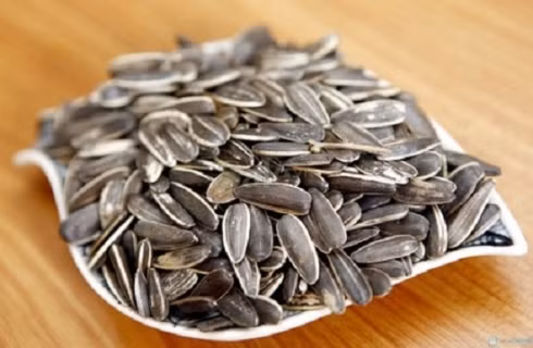 Hướng dương bị đồn có chất gây teo não.