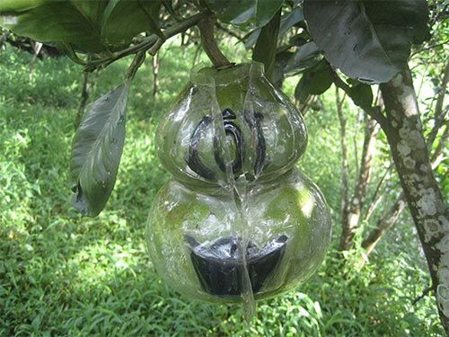 Bưởi hồ lô mẫu mới giá bán sẽ cao gấp 2 lần so với bưởi hồ lô mẫu cũ. Ảnh: NLĐ. Bưởi hồ lô mẫu mới giá bán sẽ cao gấp 2 lần so với bưởi hồ lô mẫu cũ. Ảnh: NLĐ.