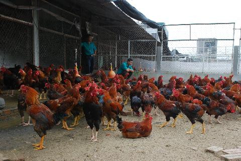 Trang trại gà "chín cựa" của Tập đoàn Dabaco. Ảnh: NNVN Trang trại gà "chín cựa" của Tập đoàn Dabaco. Ảnh: NNVN