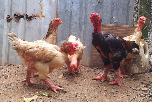 Giá thịt gà Đông Tảo loại rẻ nhất được bán buôn tại chuồng cũng phải từ 250000-350.000 đồng/kg. Giá thịt gà Đông Tảo loại rẻ nhất được bán buôn tại chuồng cũng phải từ 250000-350.000 đồng/kg.