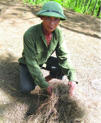 Người dân vì mưu sinh vẫn vào rừng vơ lá thông, sau đó nhiễm bệnh. Người dân vì mưu sinh vẫn vào rừng vơ lá thông, sau đó nhiễm bệnh.