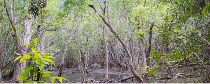 Cây và nước tại Ao Ếch trên đảo Cát Bà Cây và nước tại Ao Ếch trên đảo Cát Bà