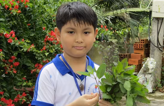 Duy với mồi nhử ruồi vang bằng lá é tía.