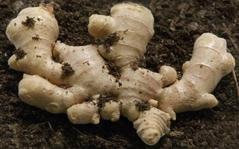 Gừng Trung Quốc chứa dư lượng Aldicarb là 0,06ppm, cao hơn so với mức quy định của Uỷ ban Tiêu chuẩn thực phẩm Quốc tế (0.02ppm) và gấp 1,2 lần so với mức cho phép của EU ... Gừng Trung Quốc chứa dư lượng Aldicarb là 0,06ppm, cao hơn so với mức quy định của Uỷ ban Tiêu chuẩn thực phẩm Quốc tế (0.02ppm) và gấp 1,2 lần so với mức cho phép của EU ...