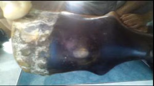 Theo các chuyên gia, những chiếc "sừng" kiểu này thường được làm bằng nhựa tổng hợp và chỉ có tác dụng trang trí hoặc "khoe của". Theo các chuyên gia, những chiếc "sừng" kiểu này thường được làm bằng nhựa tổng hợp và chỉ có tác dụng trang trí hoặc "khoe của".