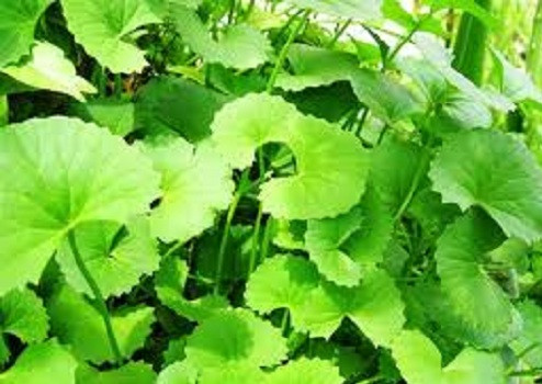 Rau má để điều trị cho các bệnh như bệnh vẩy nến, eczema, nhiễm trùng hô hấp, viêm loét,... Rau má để điều trị cho các bệnh như bệnh vẩy nến, eczema, nhiễm trùng hô hấp, viêm loét,...