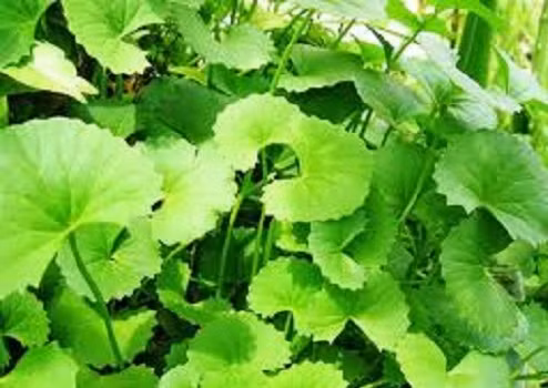 Rau má để điều trị cho các bệnh như bệnh vẩy nến, eczema, nhiễm trùng hô hấp, viêm loét,...