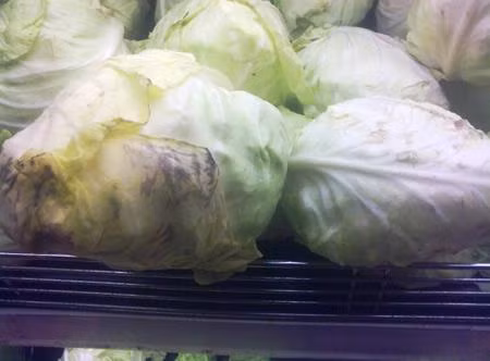 Ăn cải bắp thối có thể bị ngộ độc ôxy.