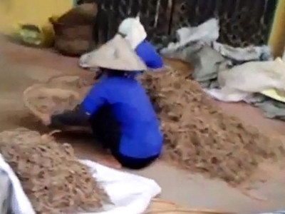 Việc phơi và chế biến dược liệu rất mất vệ sinh. Ảnh: Hà An.