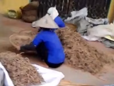 Việc phơi và chế biến dược liệu rất mất vệ sinh. Ảnh: Hà An.