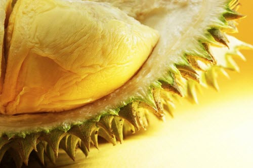 Nhờ vào lượng phốt pho mà sầu riêng cũng được xem là loại thực phẩm có ích cho răng và lợi. Nhờ vào lượng phốt pho mà sầu riêng cũng được xem là loại thực phẩm có ích cho răng và lợi.