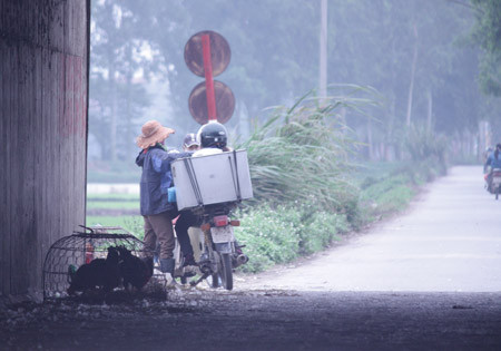 Từ vùng dịch đến… chợ gia cầm ảnh 2