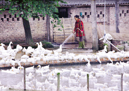 Từ vùng dịch đến… chợ gia cầm ảnh 1