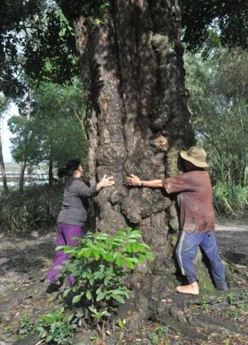 Lý giải ngôi đình "xe tăng kéo không đổ", Tin tức trong ngày, ngoi dinh bi an, dinh lang, ngoi dinh xe tang keo khong do, cay thieng biet tranh dan, dia dao, chien tranh, danh giac, bao, tin hay, tin hot, tin tuc
