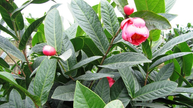 Thương lái Trung Quốc thu mua cả hải đường mới nhú ảnh 1