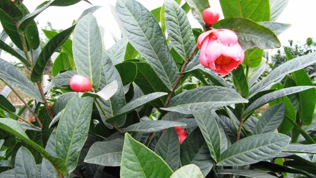 Thương lái Trung Quốc thu mua cả hải đường mới nhú ảnh 1