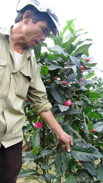 Người dân xã Đặng Cương đã bán được hơn 3 tỉ đồng tiền cây hoa hải đường cho phía Trung Quốc