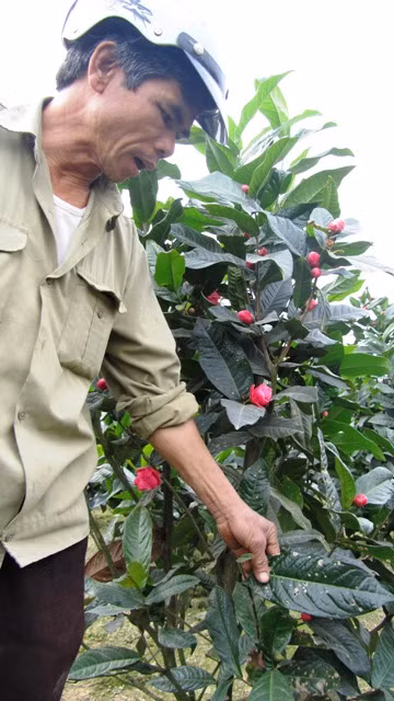 Người dân xã Đặng Cương đã bán được hơn 3 tỉ đồng tiền cây hoa hải đường cho phía Trung Quốc