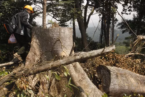 Phá rừng tự nhiên để... trồng rừng! ảnh 1