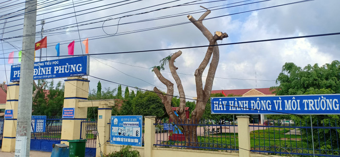 Cây phượng sau khi bị cắt cành và ngọn. (Ảnh: CTV) Cây phượng sau khi bị cắt cành và ngọn. (Ảnh: CTV)