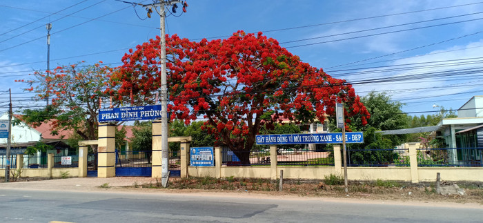 Cây phượng 25 năm tuổi tại Trường Tiểu học ở Đức Linh khi chưa bị đốn hạ (Ảnh CTV) Cây phượng 25 năm tuổi tại Trường Tiểu học ở Đức Linh khi chưa bị đốn hạ (Ảnh CTV)