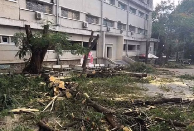 Bao nhiêu cây phượng chết oan (Ảnh VOV)