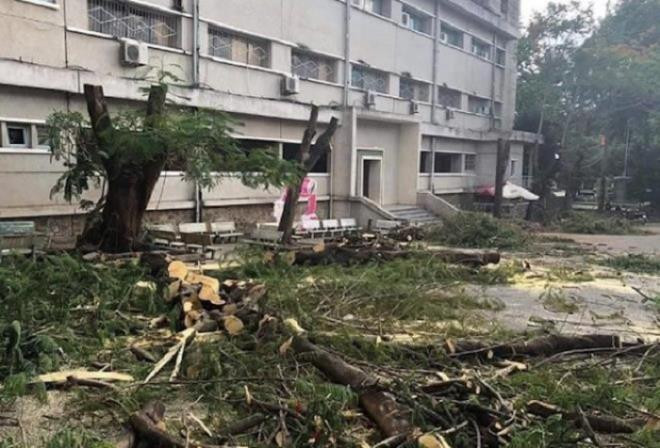 Bao nhiêu cây phượng chết oan (Ảnh VOV) Bao nhiêu cây phượng chết oan (Ảnh VOV)