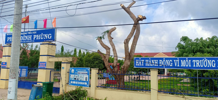Cây phượng sau khi bị chém trơ cành trụi lũi (Ảnh CTV) Cây phượng sau khi bị chém trơ cành trụi lũi (Ảnh CTV)