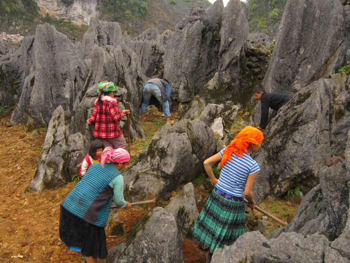 Người Mông Mèo Vạc đang bền bỉ biến những nương đá tai mèo thành mùa màng bội thu. Người Mông Mèo Vạc đang bền bỉ biến những nương đá tai mèo thành mùa màng bội thu.