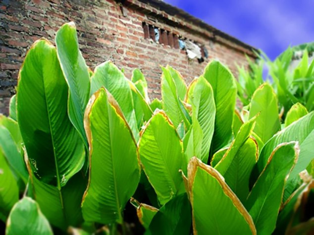 "Màu xanh của chiếc bánh chưng được tạo nên từ đây", hình ảnh giản dị nhận được 3.856 lượt thích.