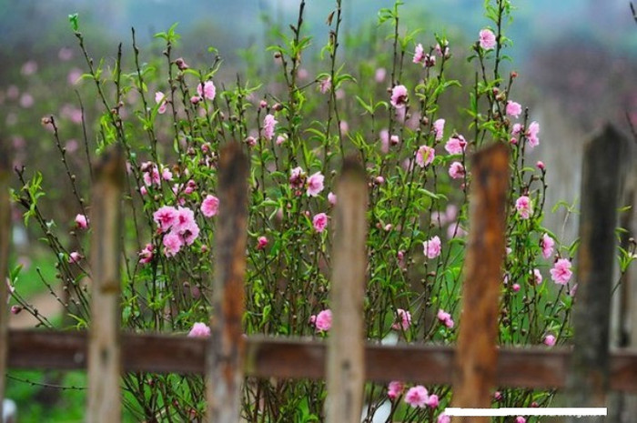 "Nhật Tân những ngày giáp tết". 2.842 lượt thích từ thành viên mạng dành cho bức hình.